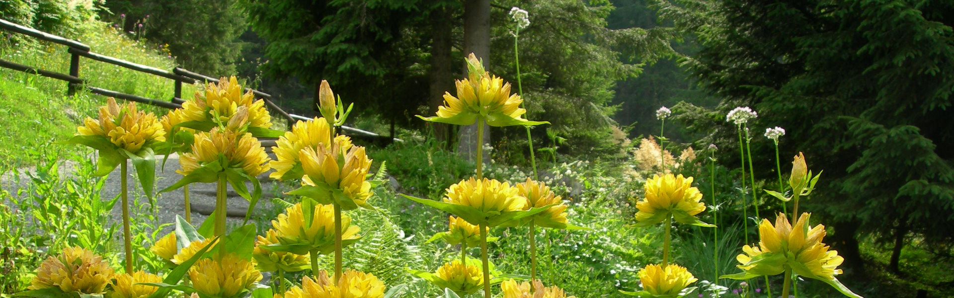 Giardino botanico alpino di Castel Savoia